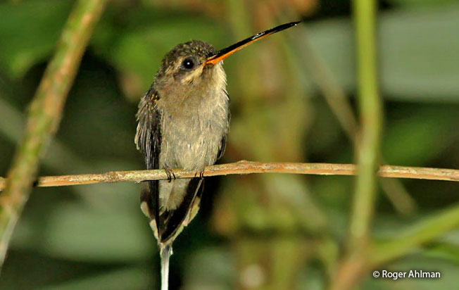 Straight-billed_hermit