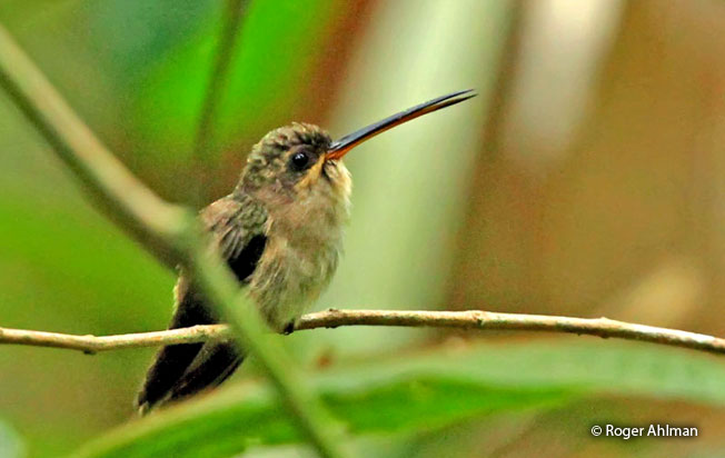 Straight-billed_hermit