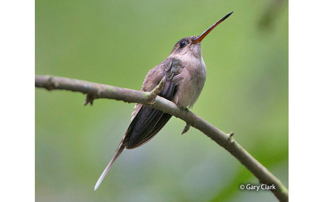 Straight-billed_hermit