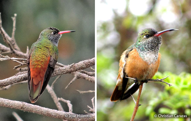 amazilia_hummingbird