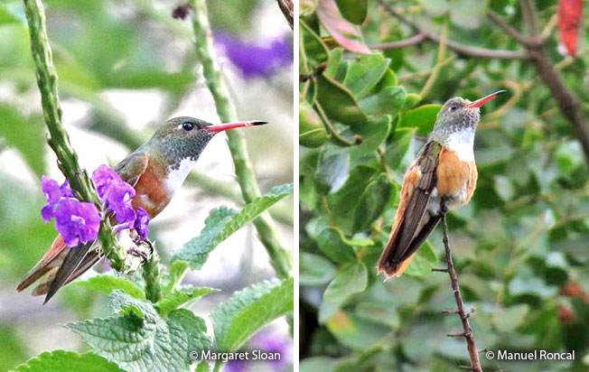 amazilia_hummingbird