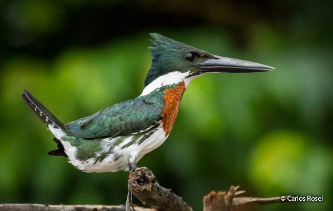 amazon_kingfisher