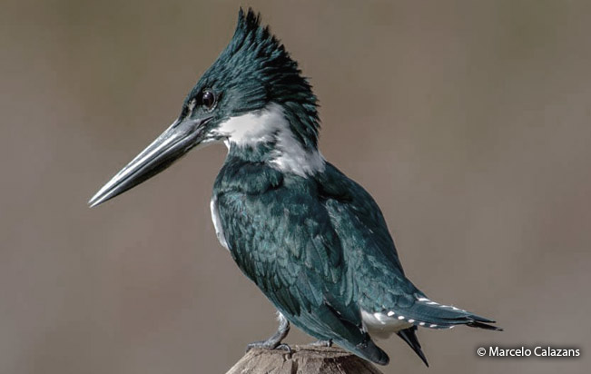 amazon_kingfisher