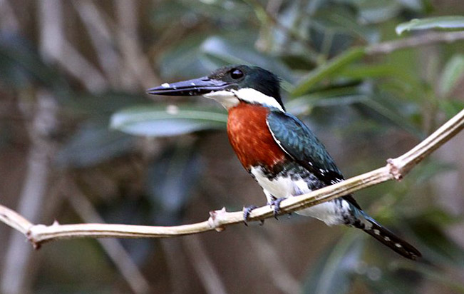 amazon_kingfisher