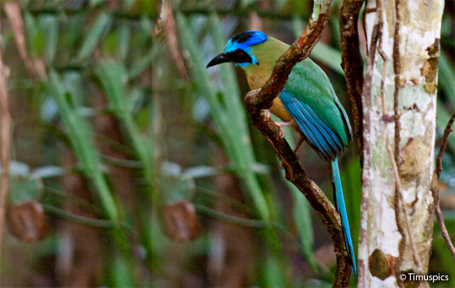 amazonian_motmot