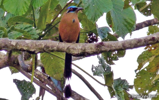 amazonian_motmot