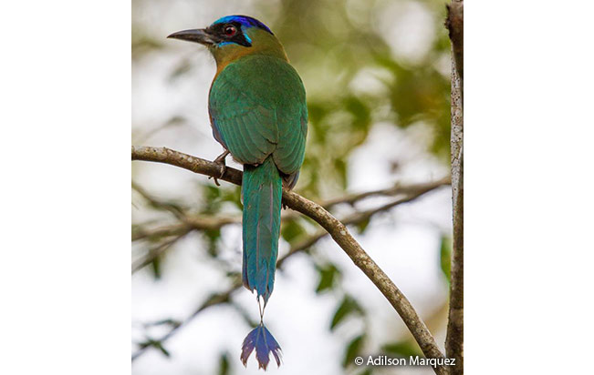 amazonian_motmot