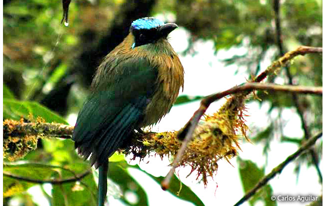 amazonian_motmot