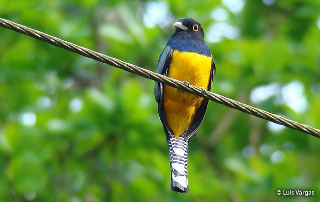 amazonian_trogon