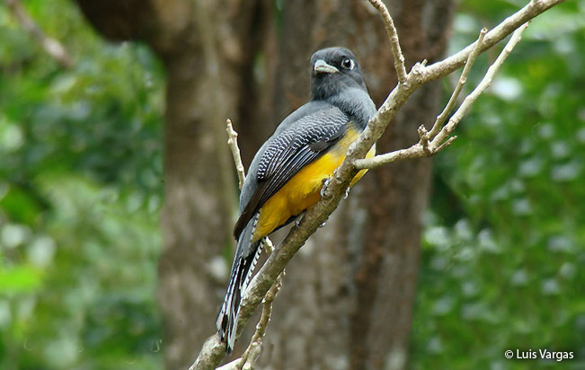 amazonian_trogon