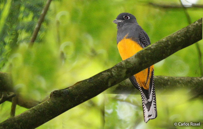 amazonian_trogon