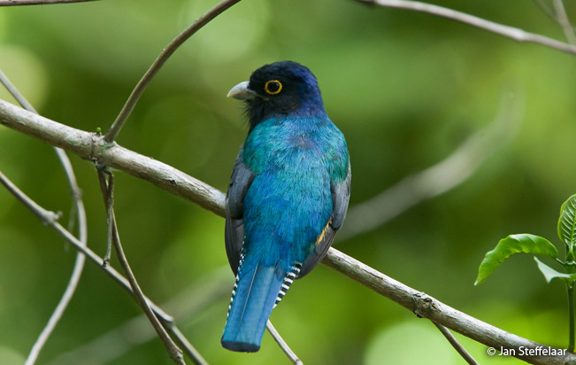 amazonian_trogon