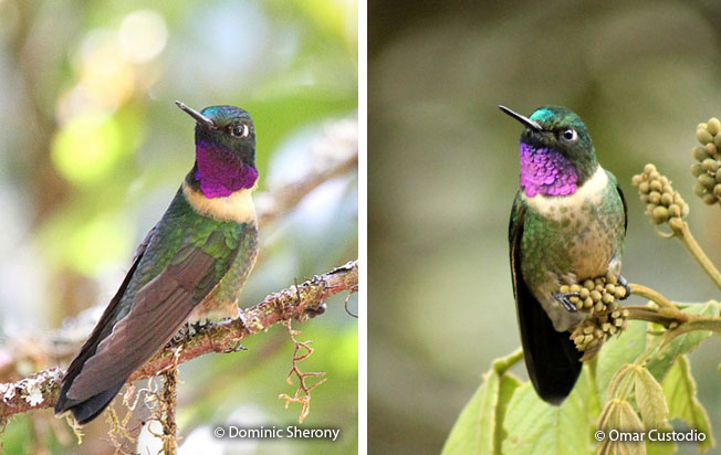 amethyst-throated_sunangel