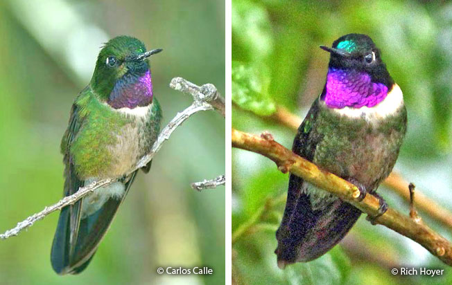 amethyst-throated_sunangel