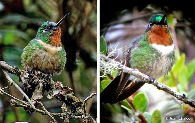 amethyst-throated_sunangel