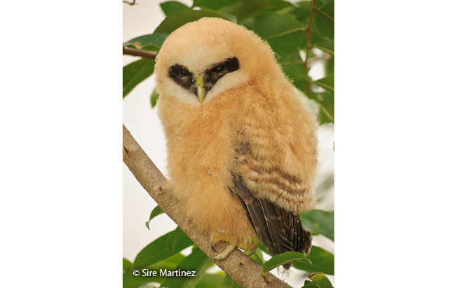 band-bellied-owl