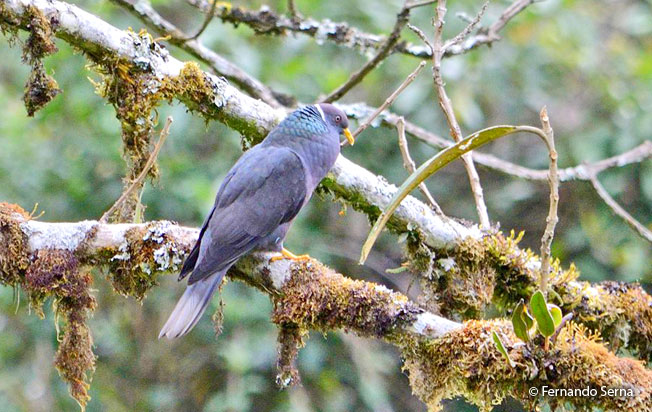band-tailed_pigeon