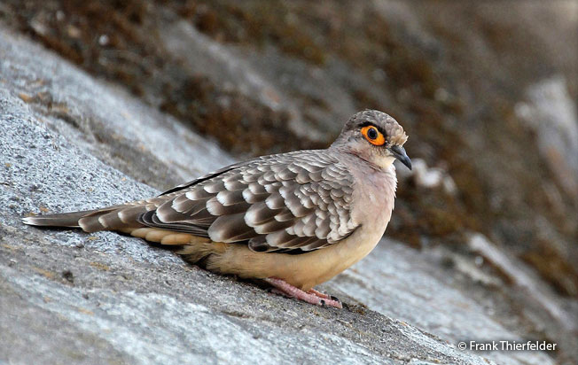 bare-faced_ground-dove