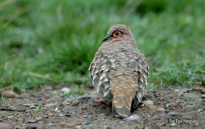 bare-faced_ground-dove