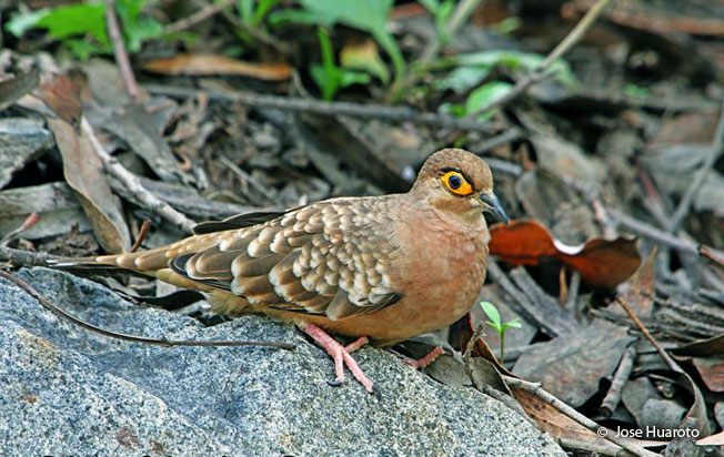 bare-faced_ground-dove