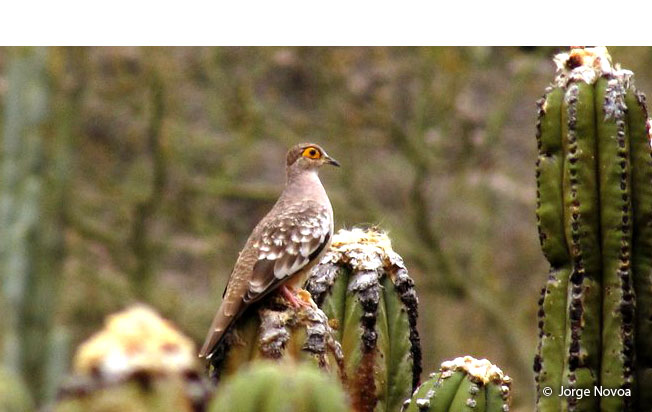 bare-faced_ground-dove