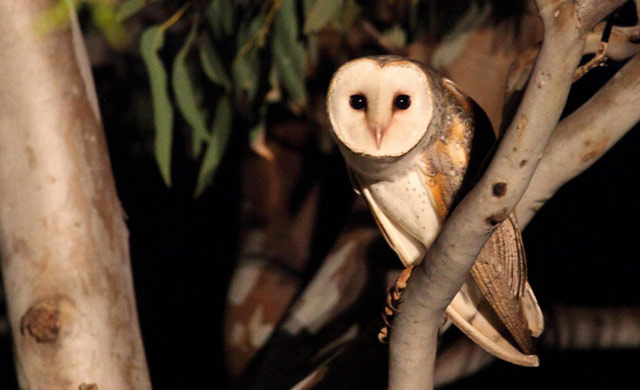 barn_owl