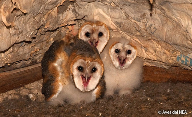 barn_owl