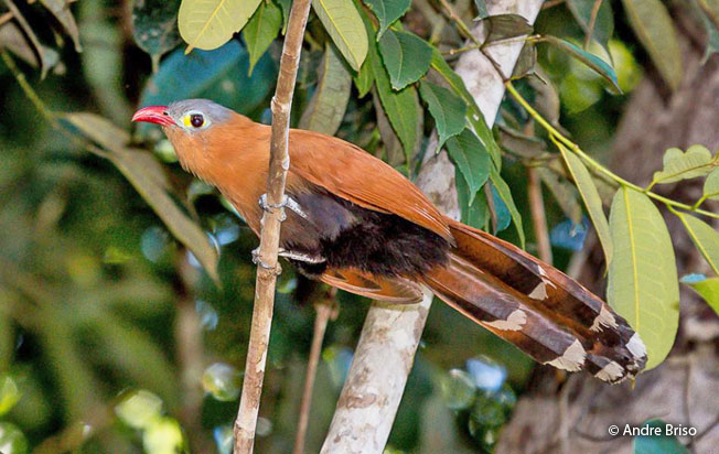 black-bellied_cuckoo