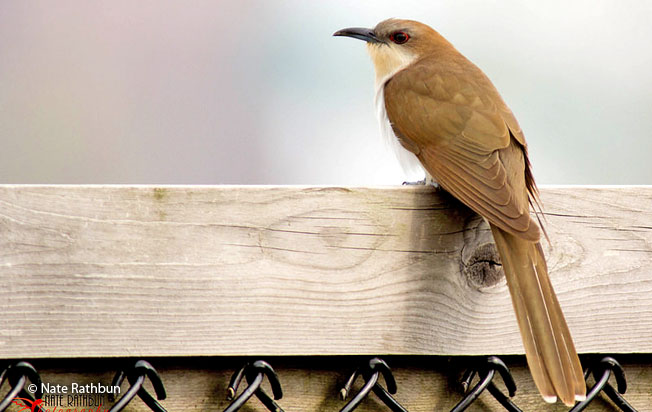 black-billed_cuckoo