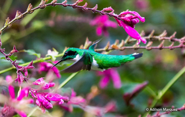 black-eared-fairy