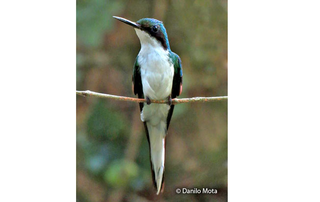 black-eared-fairy