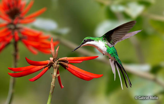 black-eared-fairy