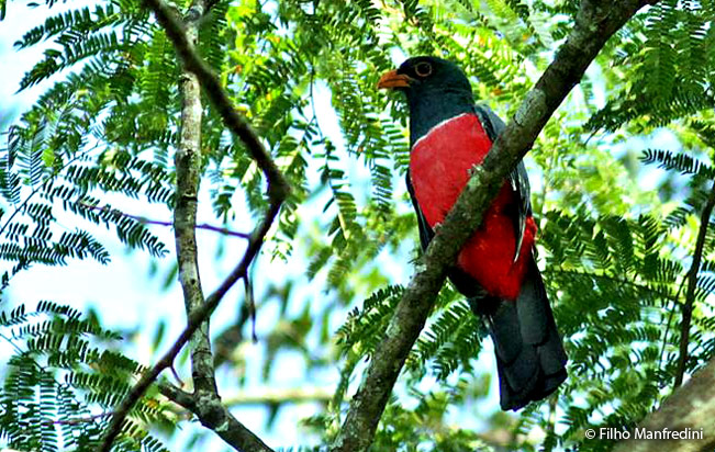 black-tailed_trogon