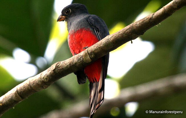 black-tailed_trogon