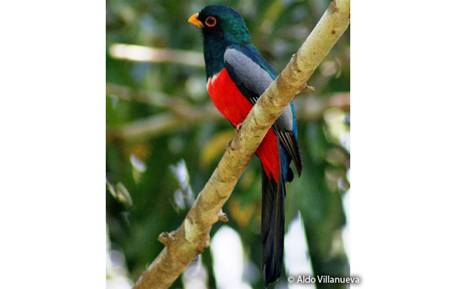 black-tailed_trogon