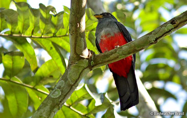black-tailed_trogon