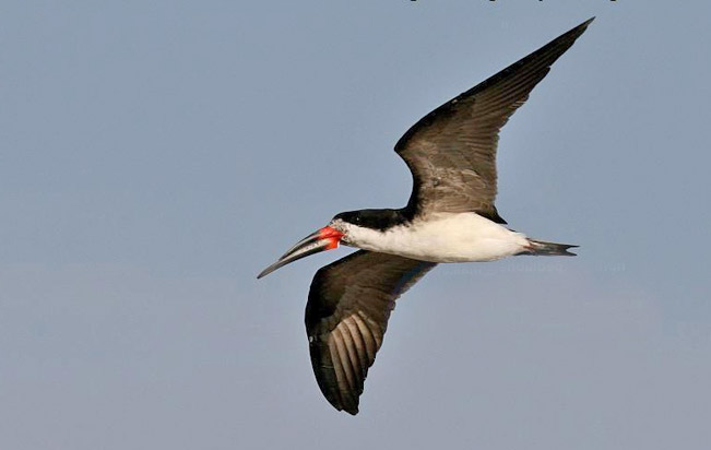 black_skimmer