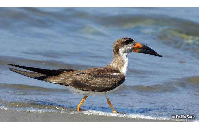 black_skimmer