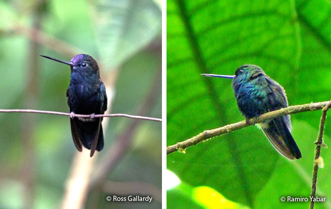 blue-fronted_lancebill