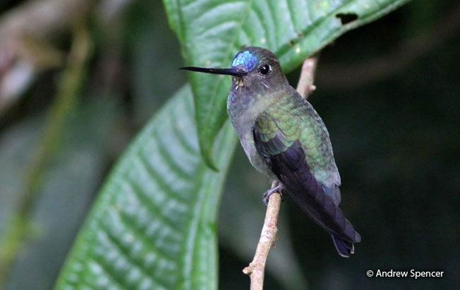 blue-fronted_lancebill