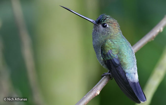 blue-fronted_lancebill