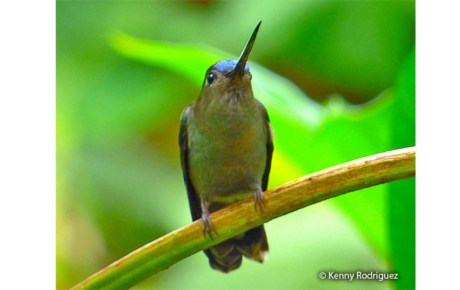 blue-fronted_lancebill