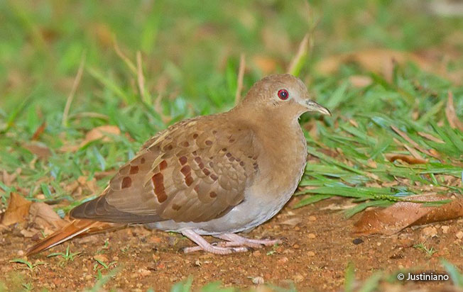 blue_ground-dove