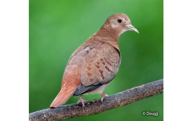 blue_ground-dove