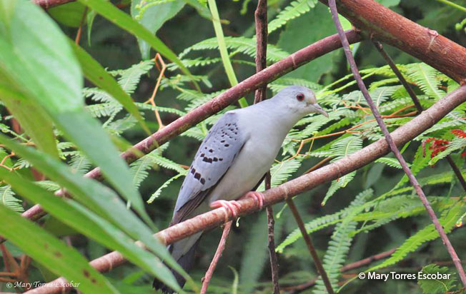 blue_ground-dove
