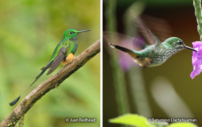 booted_racket-tail