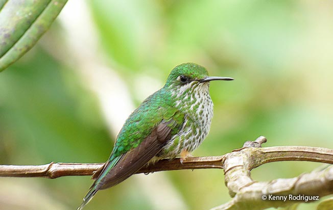 booted_racket-tail