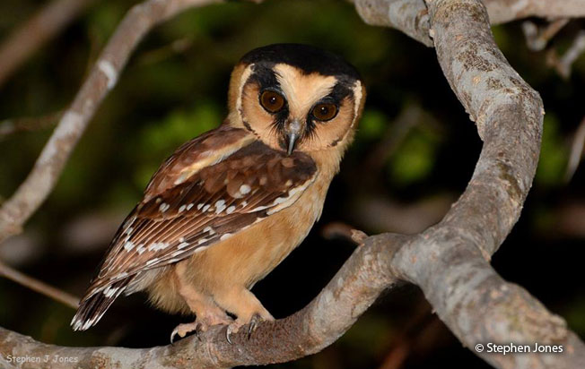 buff-fronted_owl