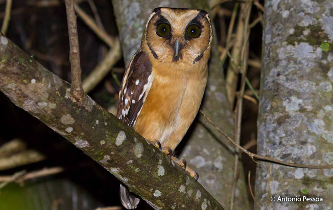 buff-fronted_owl