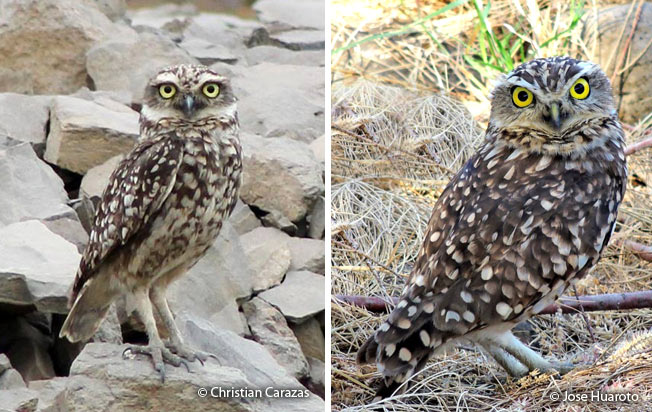 burrowing_owl